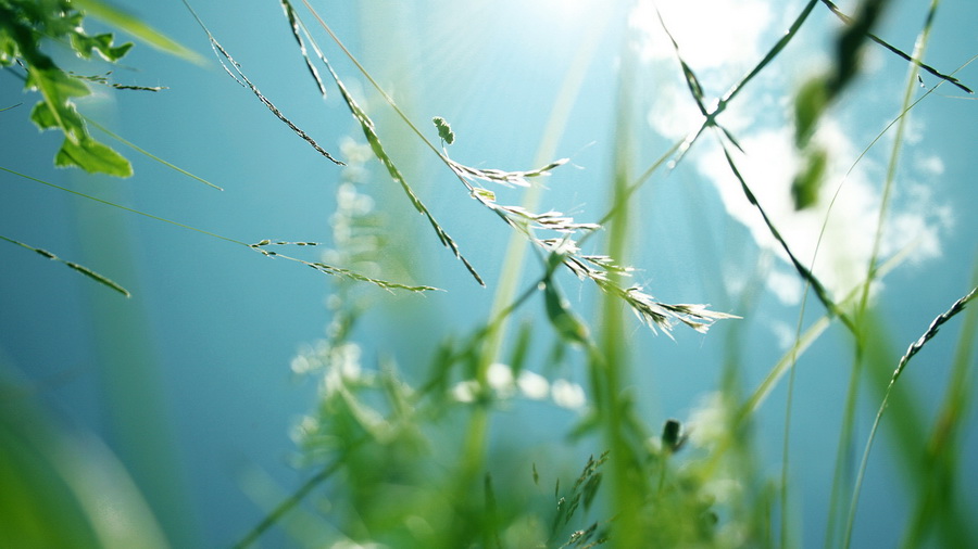 До 30 градусов тепла ожидается по юго-востоку Беларуси 12 июля