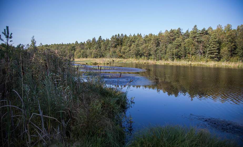 Kotra Wildlife Sanctuary: orchid in the swamp, “Flying Dutchman” and the ancient city in the “Grodno Region: Preserved World” project