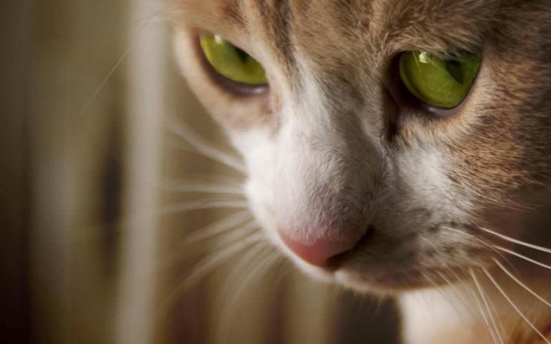 В Ухане местные жители взламывают квартиры, чтобы спасти домашних питомцев от голода