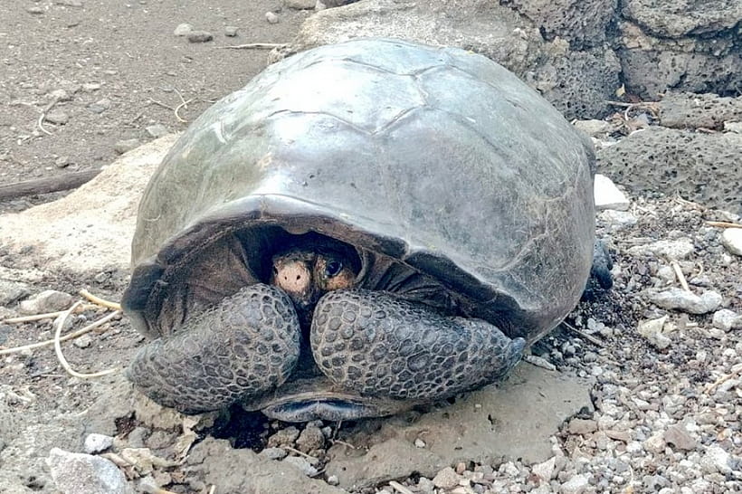 На Галапагосах нашли черепаху, которая 100 лет считалась вымершей