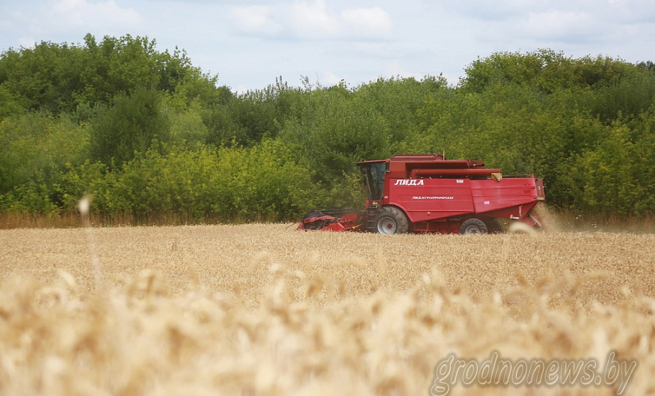 Госзаказ по зерну в Беларуси выполнен более чем на 90%