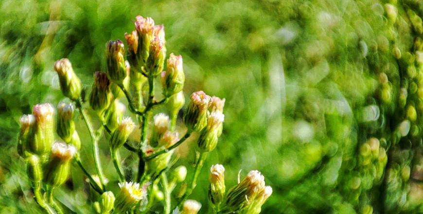 Оранжевый уровень опасности из-за жары объявлен в Беларуси на 17 августа