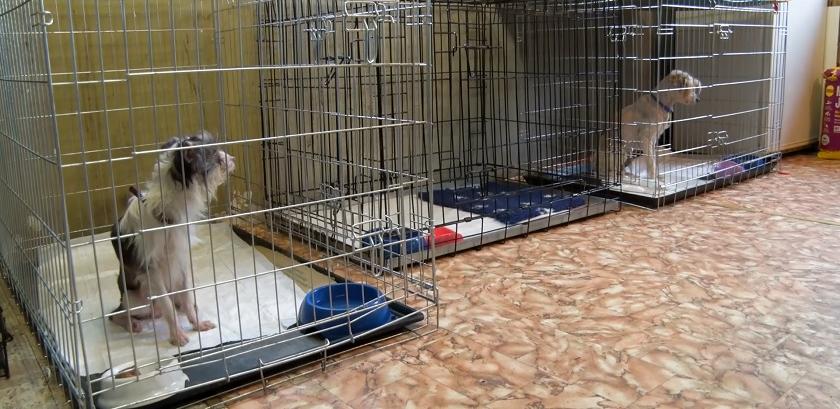 Суд признал виновной владелицу стихийного питомника в Кореличах (+видео)