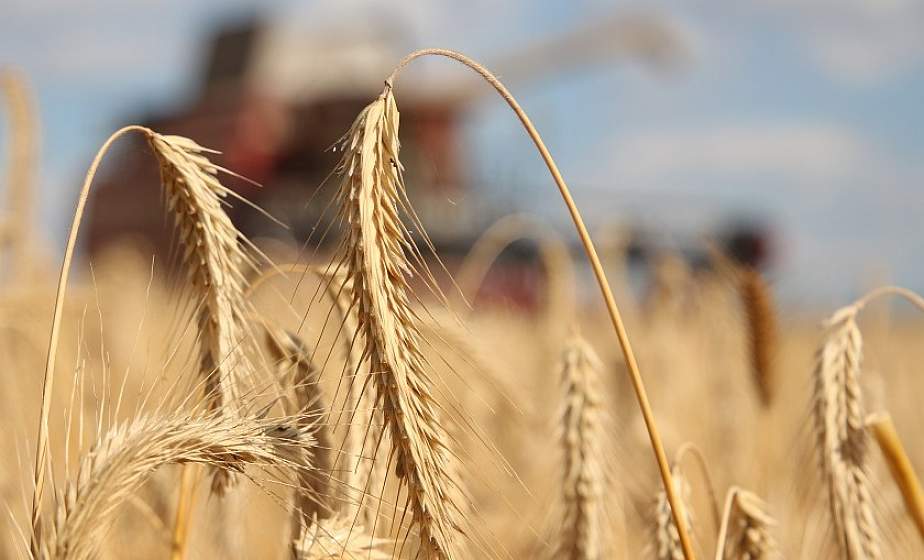 В области стартовала массовая уборка зерновых и зернобобовых культур