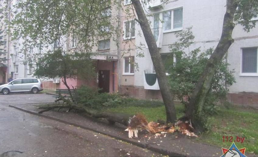 В МЧС предупредили о возможном отключении электричества и падении деревьев из-за непогоды