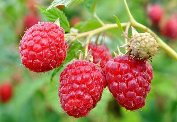 Как правильно посадить малину в траншеи весной. Пошаговая инструкция 