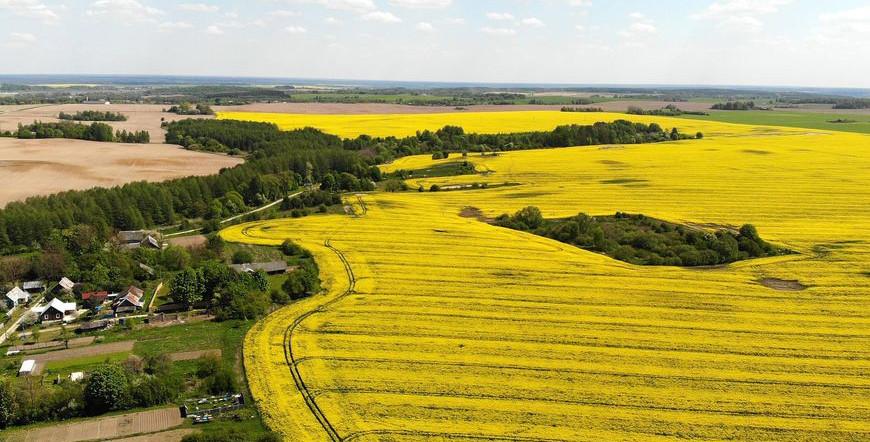 ФОТОФАКТ: На полях Гродненской области цветет рапс