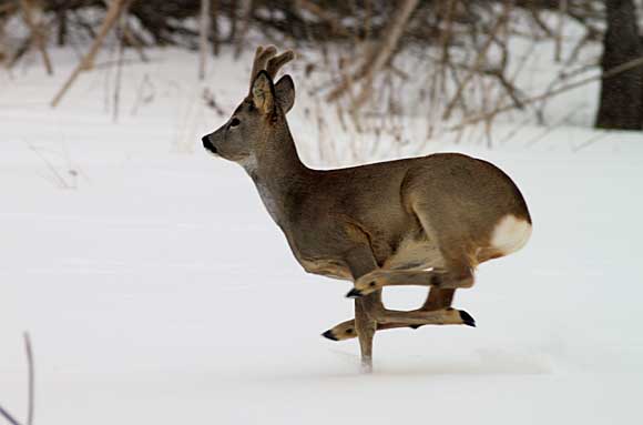 Браконьер из Гродно охотился на зайца, а выстрелил в косулю