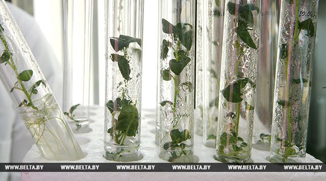 Белорусские ученые разработали линейку высокопродуктивных сортов сельхозкультур