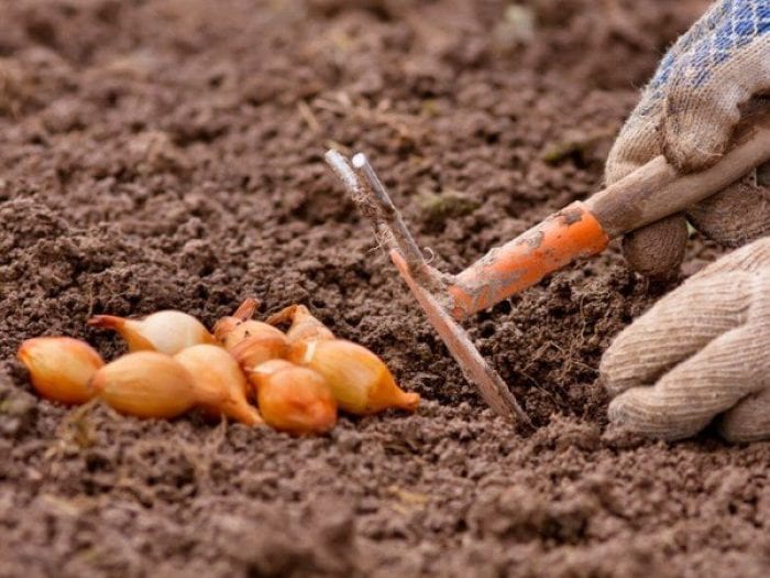 Как и когда сажать лук севок под зиму