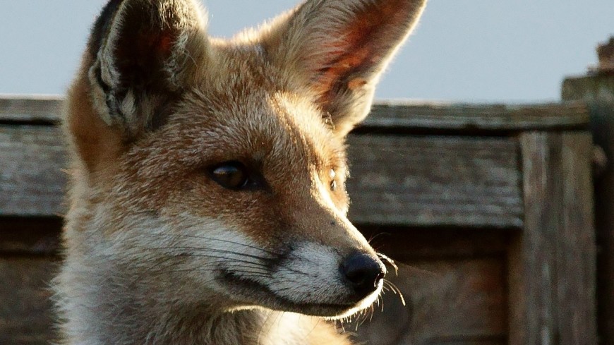 В здании парламента Великобритании обнаружили катающуюся на эскалаторе лису