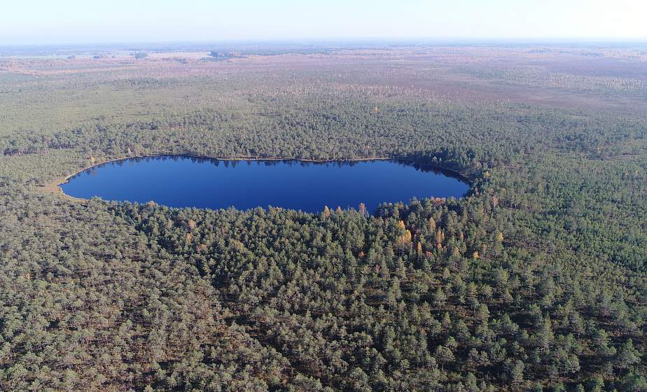 The black stork, cranberry crops and a unique raised bog. Reserve "Dokudovsky": an oasis among peat bogs