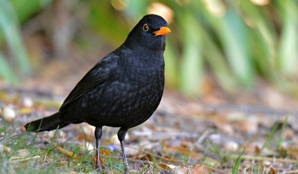 Дрозд на связи: 10 птиц Беларуси получили личные мобильные номера