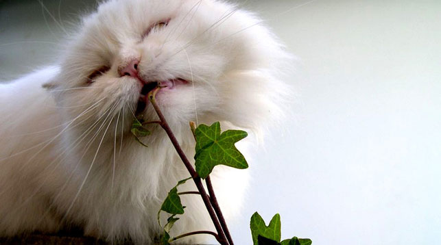 Пьяные коты атаковали грядку с валерианой в Ботаническом саду МГУ