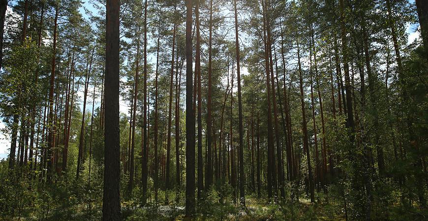 Во всех районах Гродненской области разрешено посещение лесов