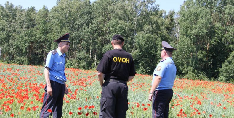 В микрорайоне Ольшанка ликвидировано маковое поле