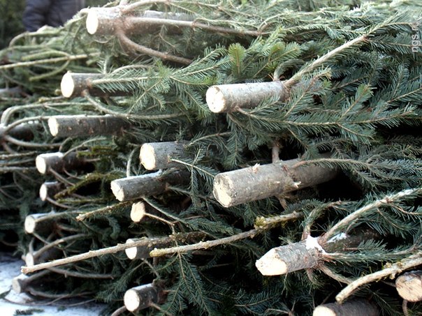 Самовольная вырубка ели грозит штрафом до 50 базовых величин
