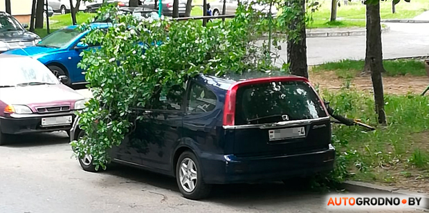 Фотофакт: в Гродно падают деревья. Одно уже придавило Honda
