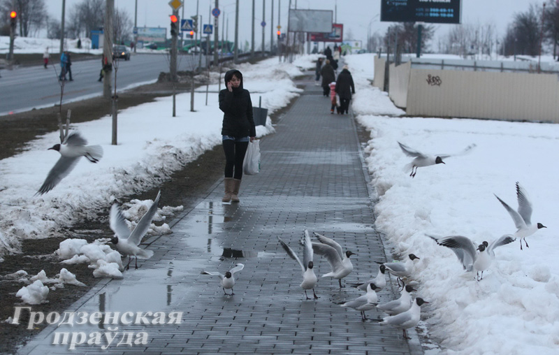 В Гродно сотни чаек приземлились в микрорайоне Фолюш