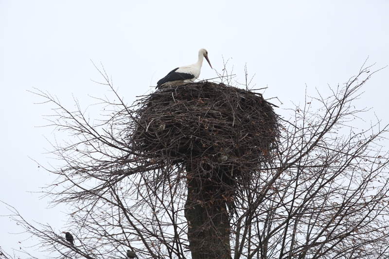 Весна пришла. Аисты вернулись в Принеманье 