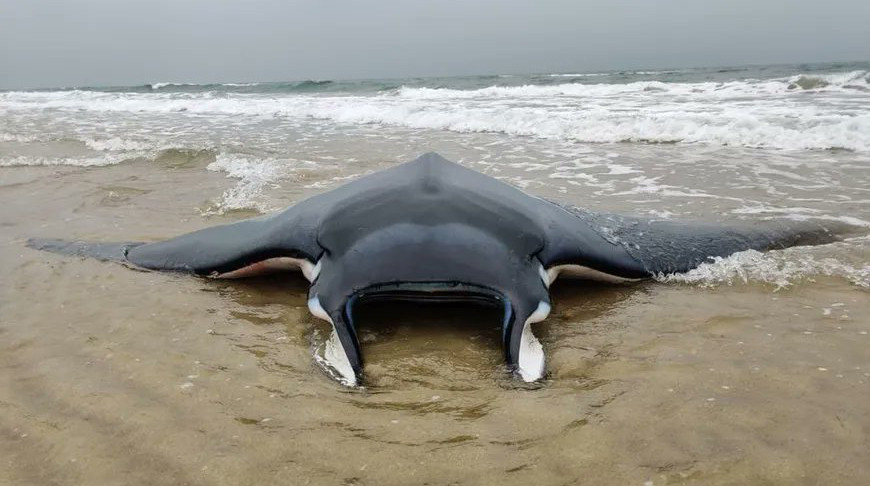 Во Франции спасатели вернули в море 150-килограммового ската