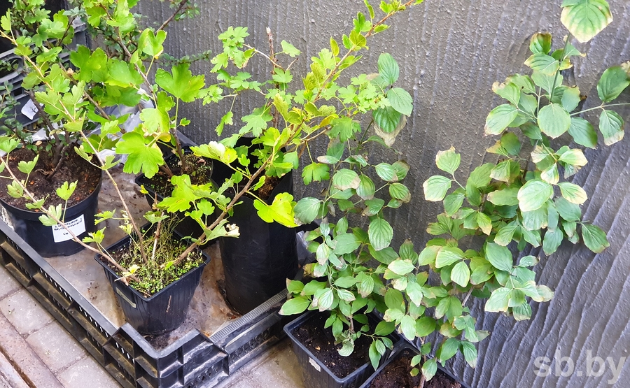 Октябрь — наиболее удачное время для закладки сада