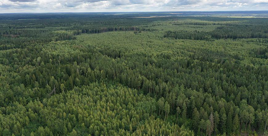 Во всех районах Гродненской области ограничено посещение лесов