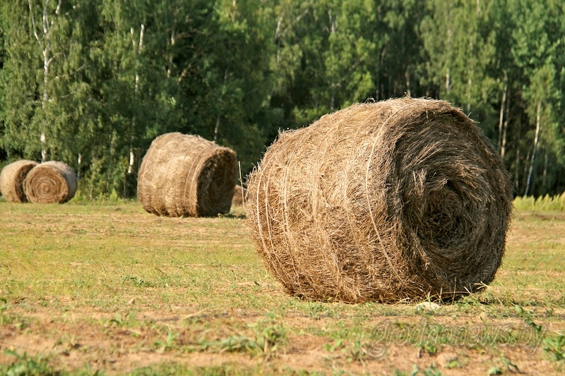 Щедрость льняного поля. Льноводы Гродненщины рассчитывают на хороший результат