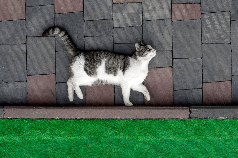 В Беларуси ввели наказание за выброшенное животное – что за это грозит