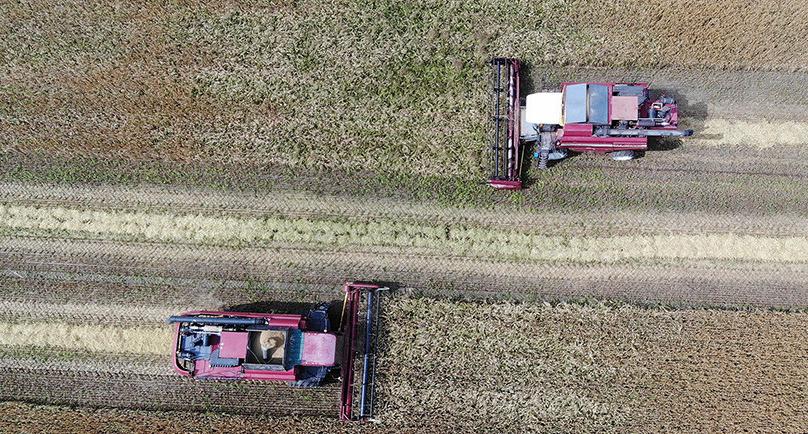 В трех районах Гродненской области приступили к уборке ярового ячменя