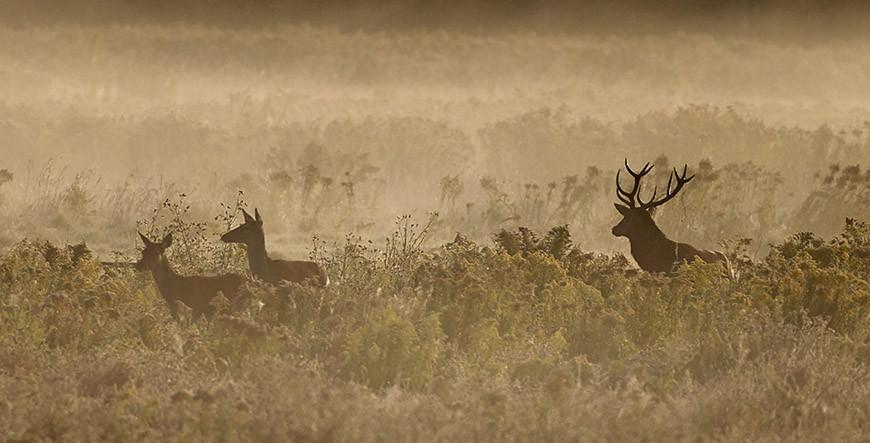 Рев оленей начался в Беловежской пуще