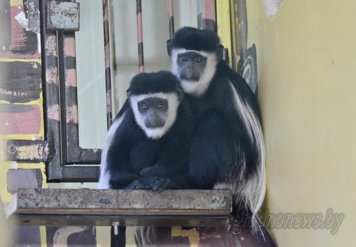 В Гродненском зоопарке снова пополнение – на этот раз обезьянки, сова и множество насекомых (+фото и видео)