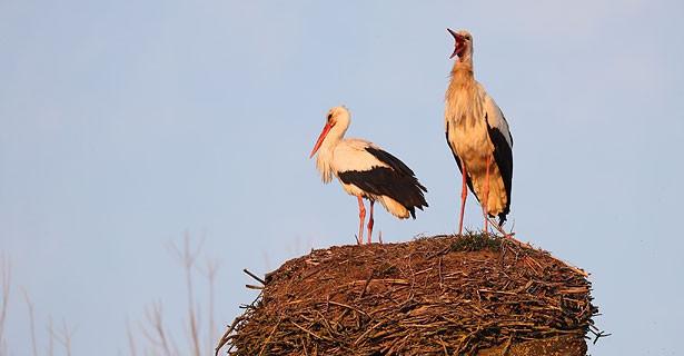ФОТОФАКТ: Агрогородок Крево в Гродненской области