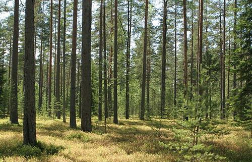 Лесистость территории Беларуси к 2021 году планируется увеличить до 40,1% 