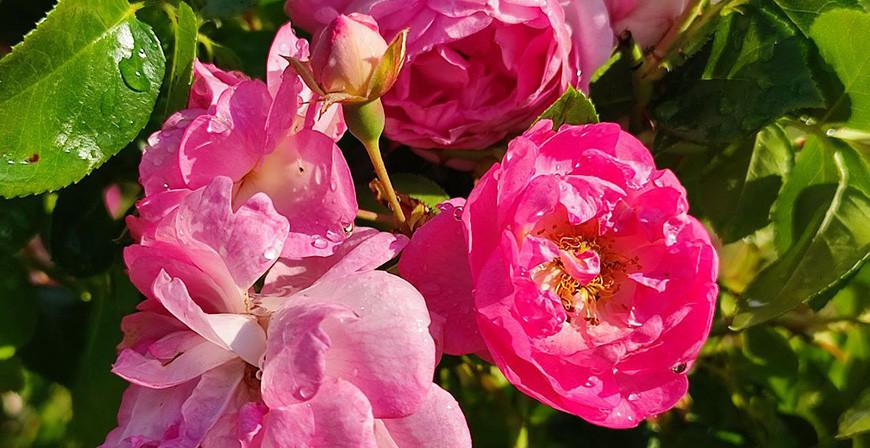 Дожди, грозы и до +28°С ожидается в Беларуси 19 июля