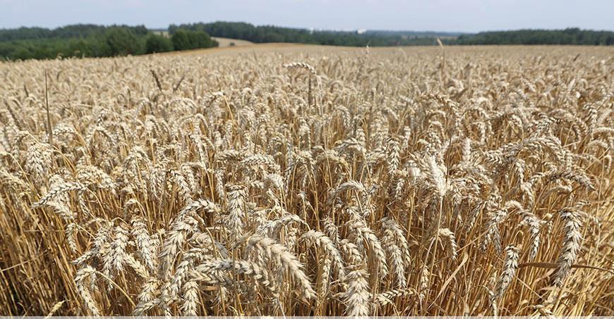 В Беларуси к концу года введут в оборот новое средство для известкования почв