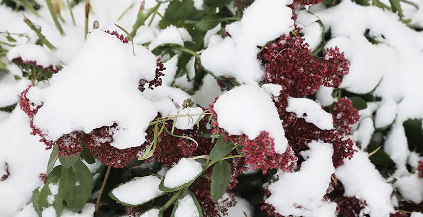 Снег и гололедицу прогнозируют синоптики в Беларуси 21 ноября