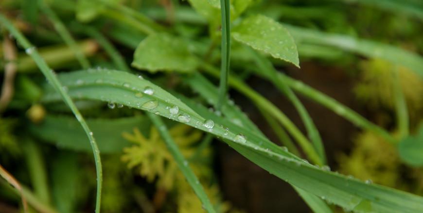 Грозы и туман ожидаются в Беларуси 3 августа