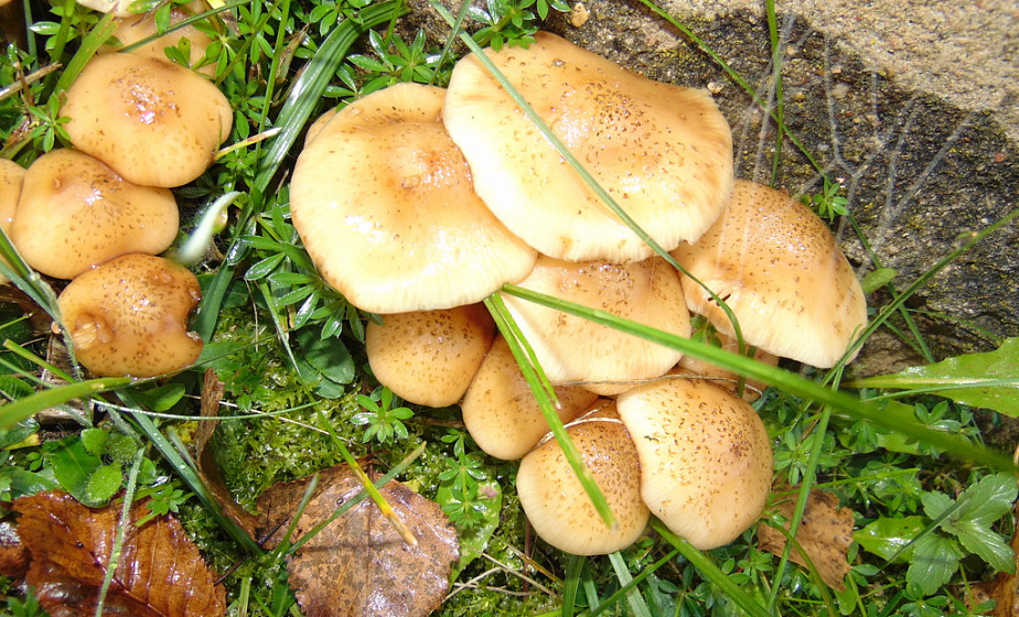 Профилактика отравлений грибами  