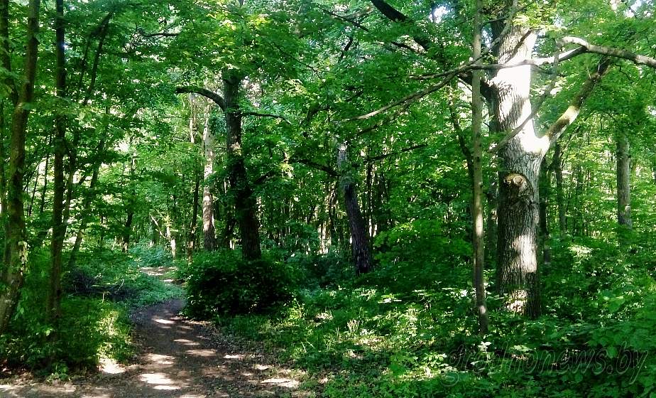 С 10 апреля в Гродно вводится запрет на посещение лесов 