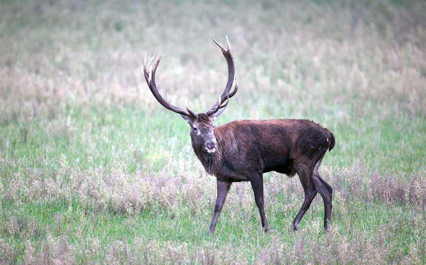 Фотофакт: пик гона благородного оленя