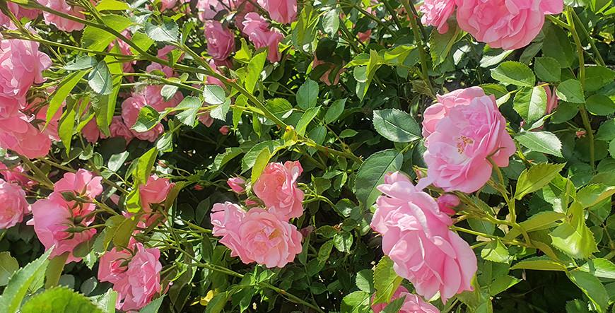 Жара спадет. Какая погода ожидает жителей региона в ближайшие дни