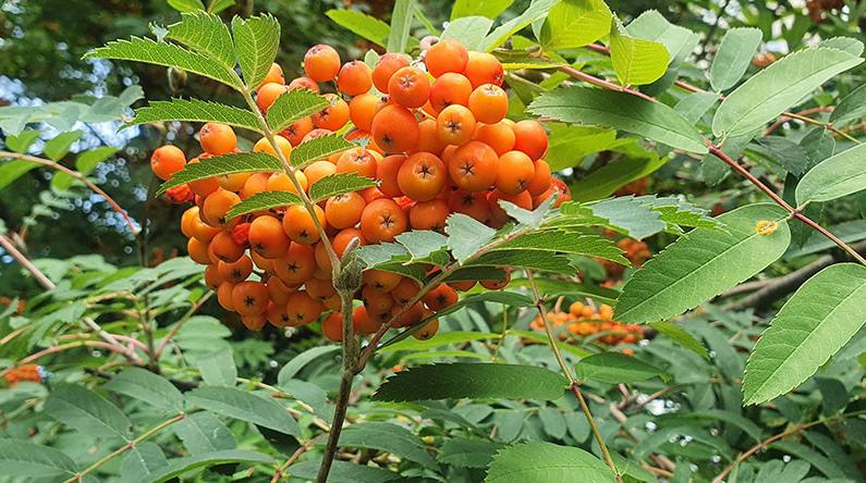 До +32°С и дожди с грозами ожидаются в Беларуси 6 августа