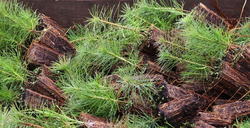 Белорусам предложили посадить дерево во время акции "Аднавім лясы разам!"