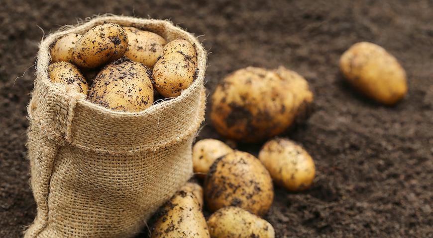 Не поладили в поле. В Лидском районе на уборке картофеля началась драка