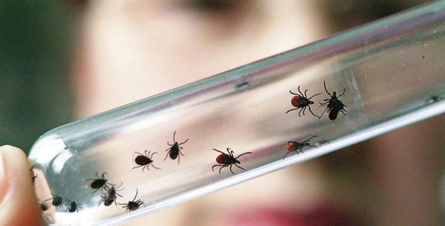 Первые клещи появились на Гродненщине