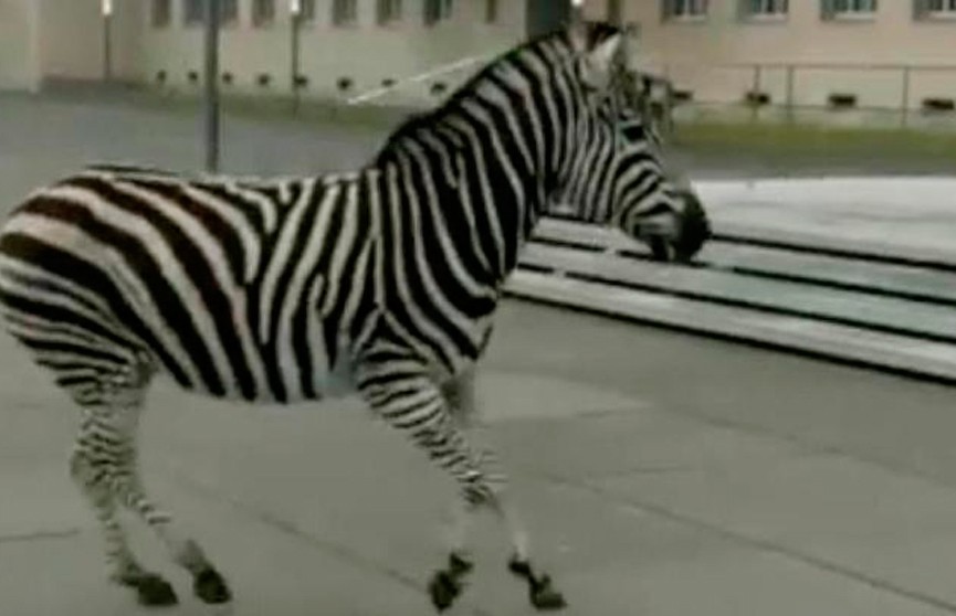  Немецкая полиция несколько часов ловила сбежавших из цирка зебр