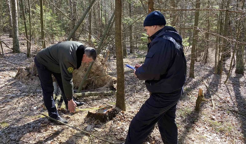 Житель Гродно незаконно вырубил в лесу деревьев на 70 тысяч рублей