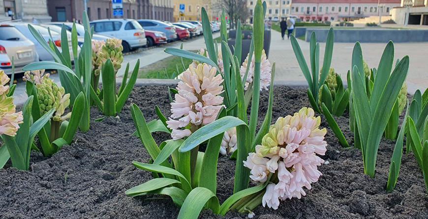 До +20°С ожидается в Беларуси 12 апреля