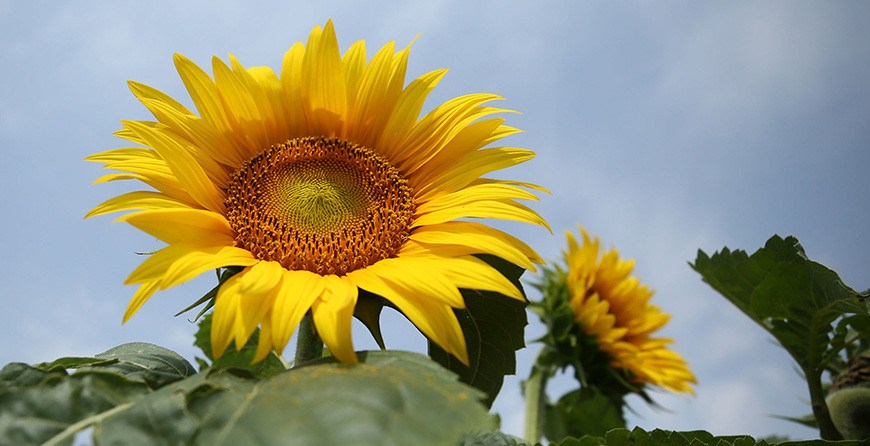 Температура воздуха в Беларуси в июле была на 4,1 градуса выше нормы